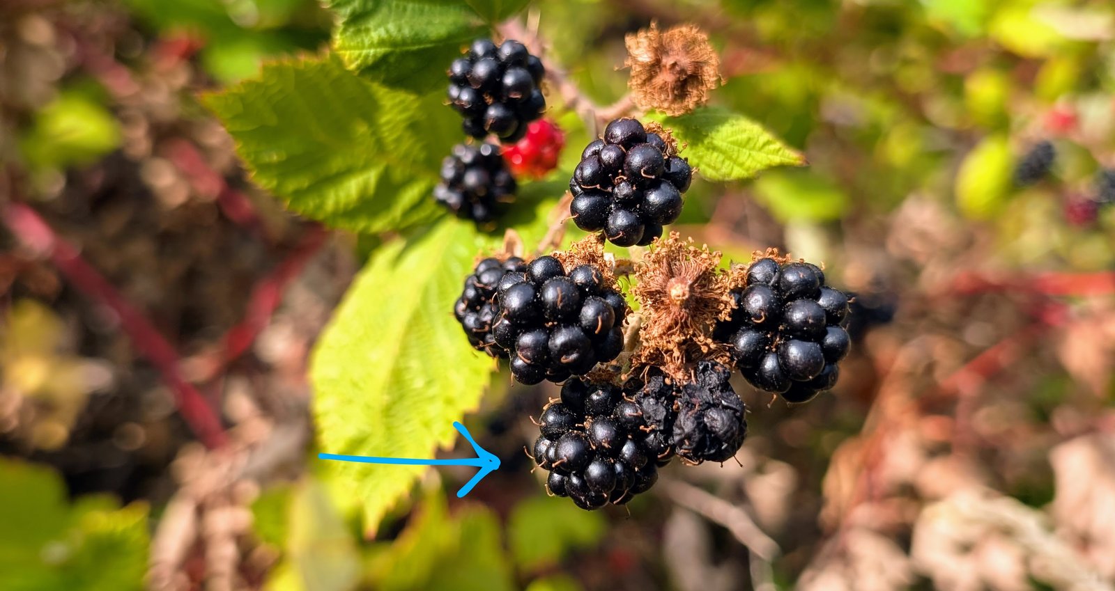 Fresh Fruit Tourism